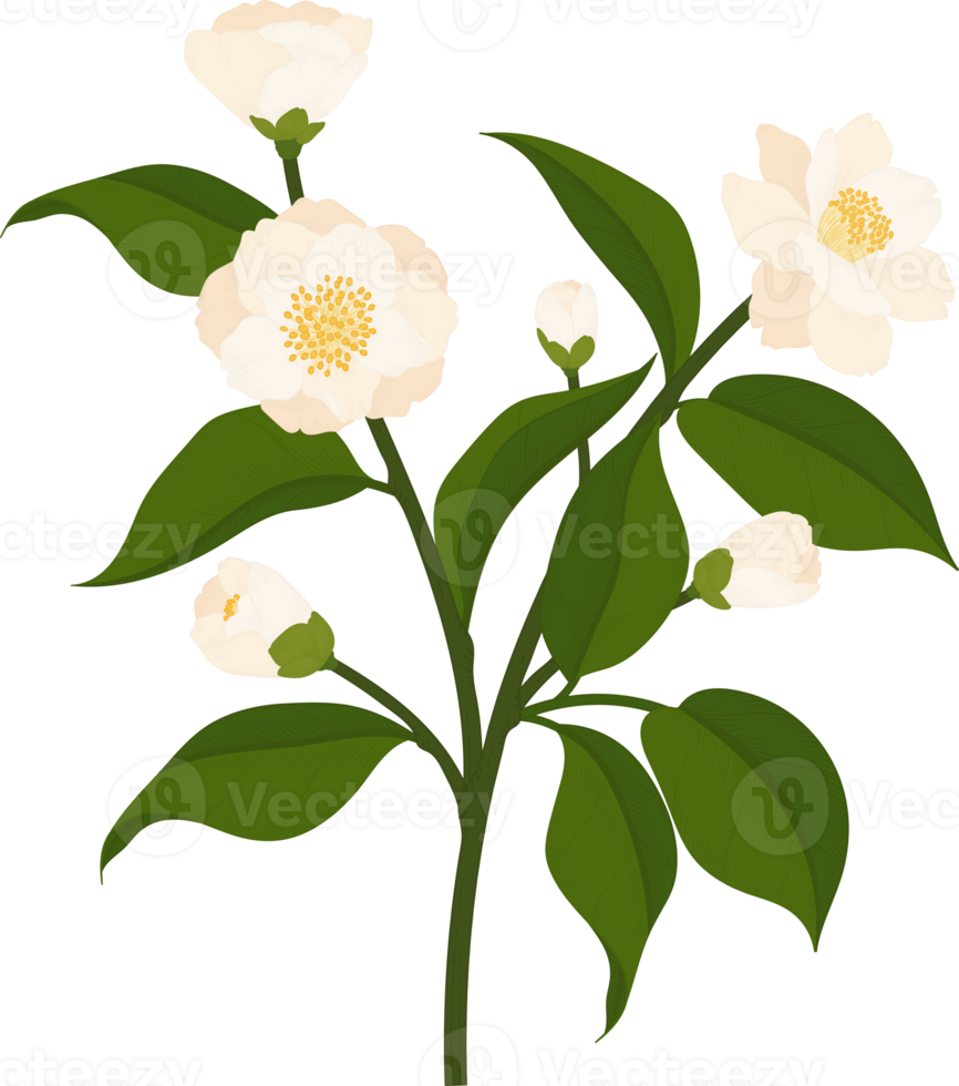 White camellia flower hand drawn illustration. png