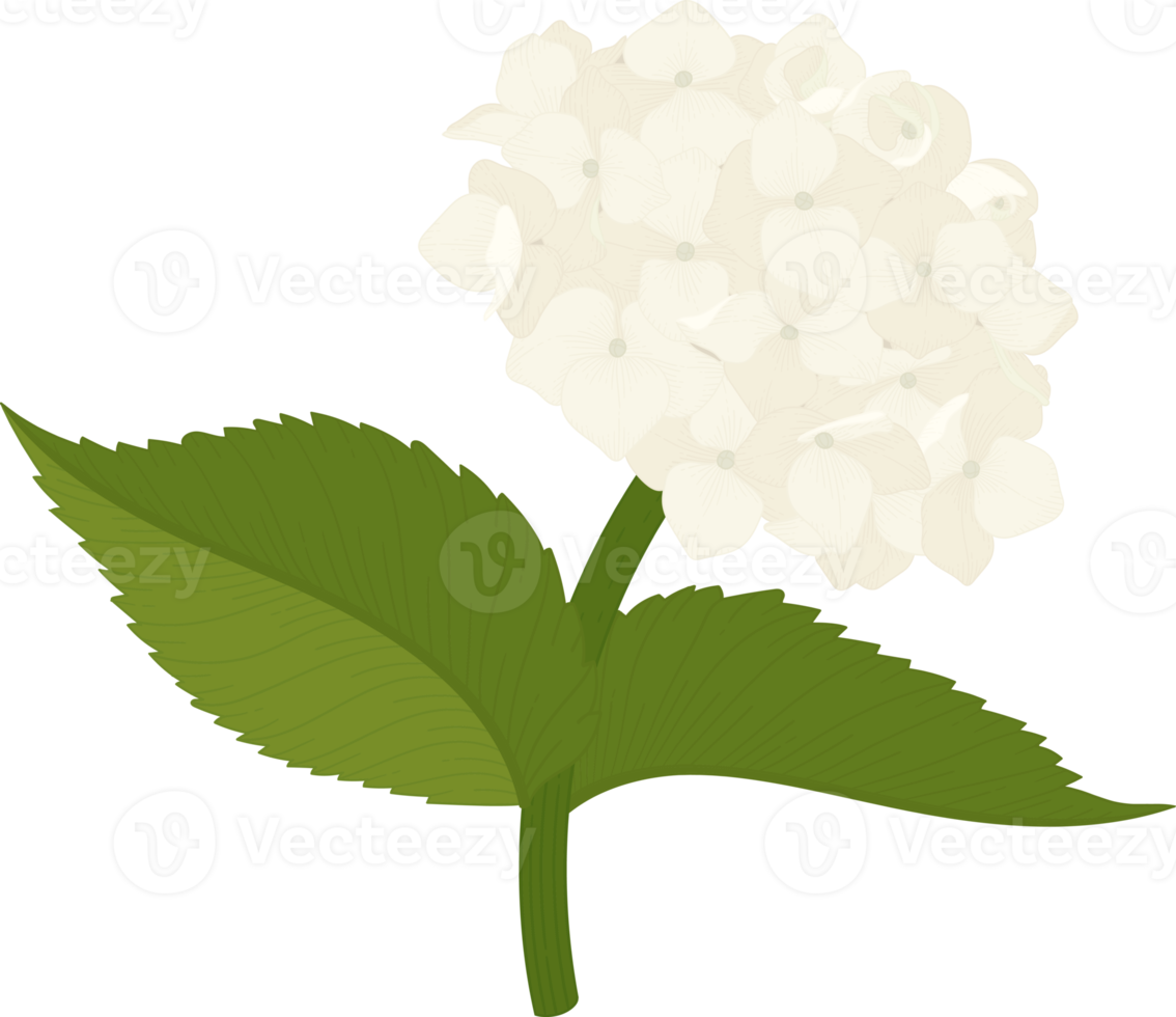 White hydrangea flower illustration. png