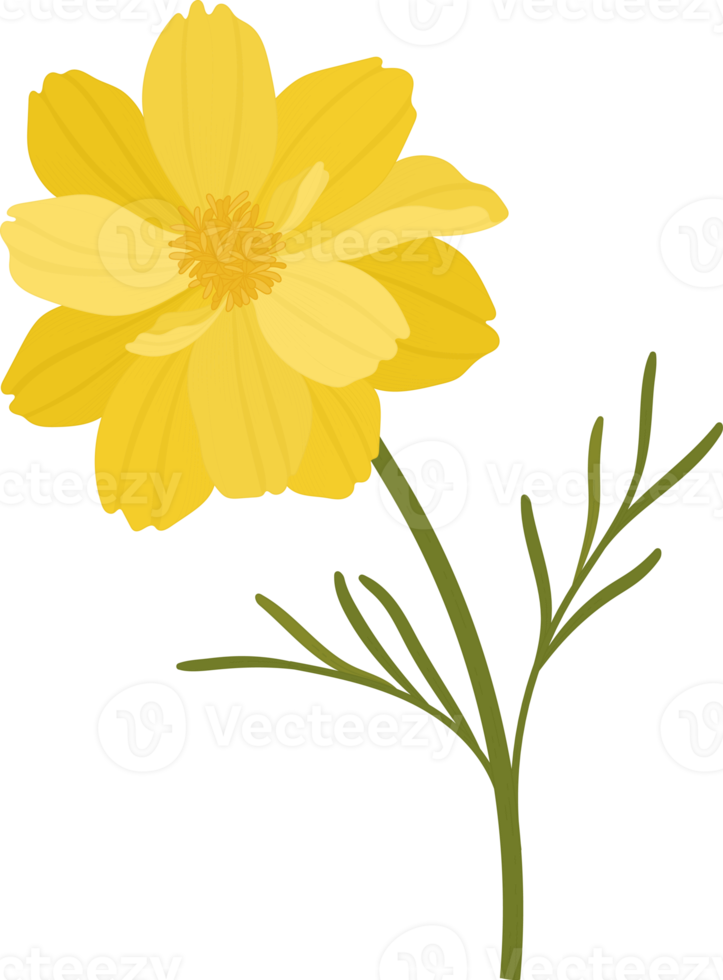 Yellow cosmos flower hand drawn illustration. png