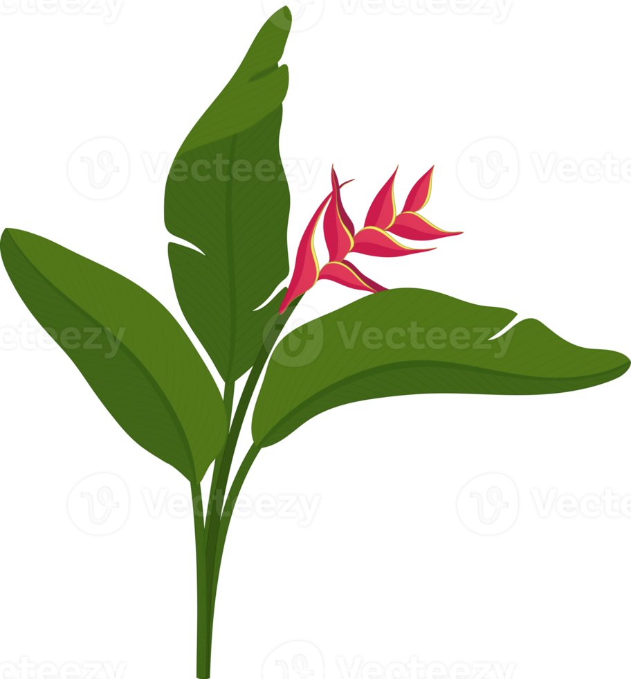 Red Heliconia flower hand drawn illustration. png