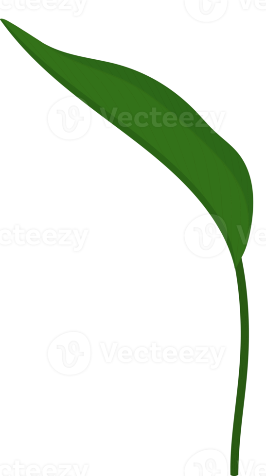 Heliconia leaf hand drawn illustration. png