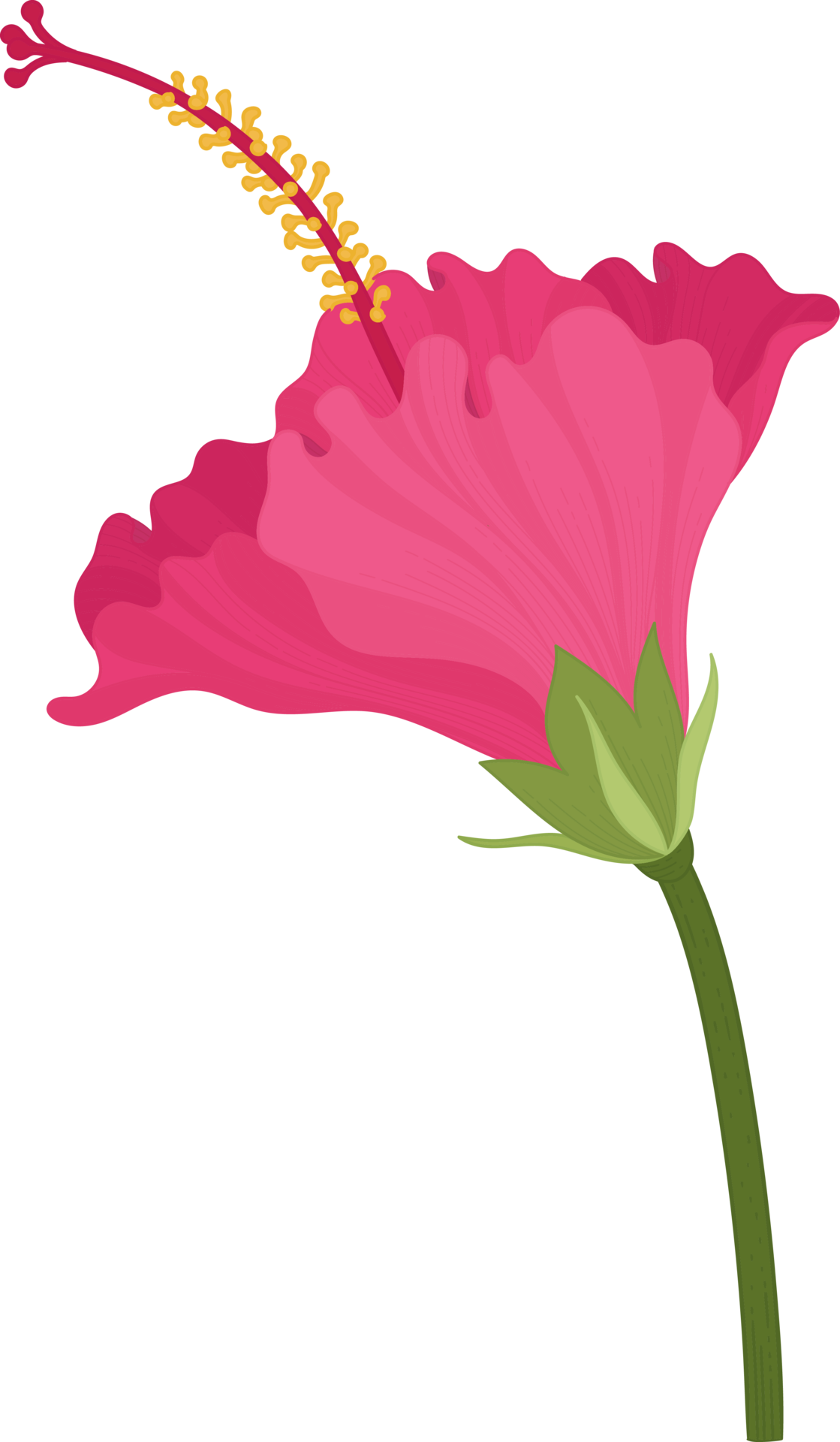 pink-hibiscus-flower-hand-drawn-illustration-10173246-png