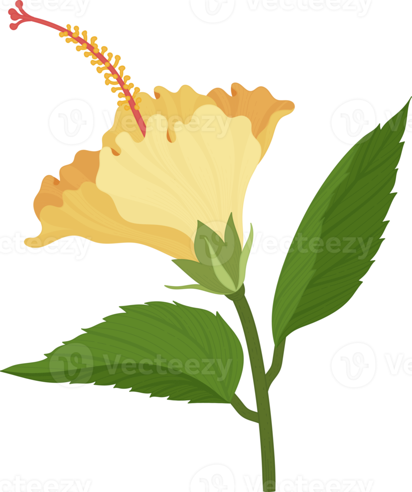 Orange Hibiscus flower hand drawn illustration. png