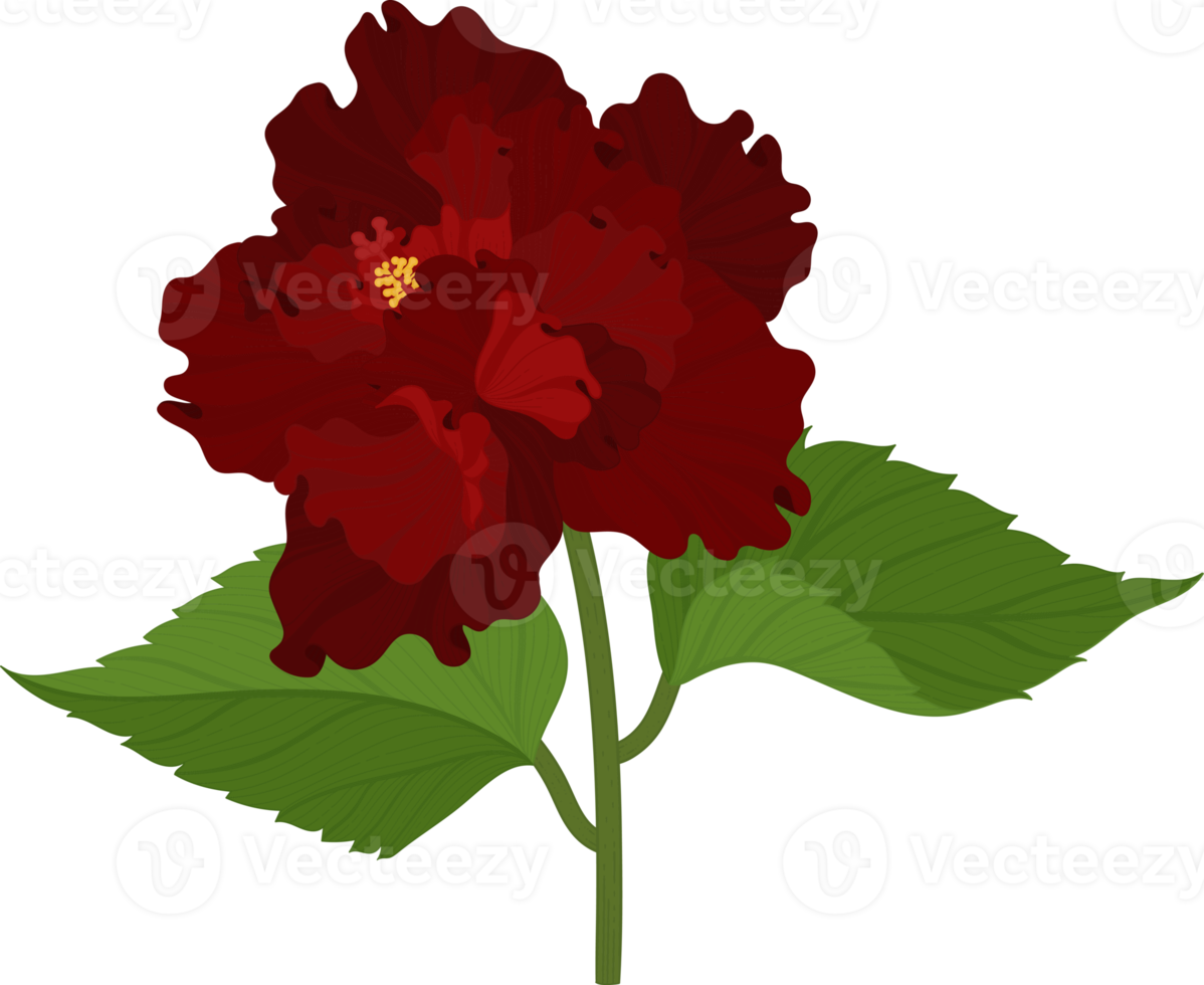 Red Hibiscus flower hand drawn illustration. png