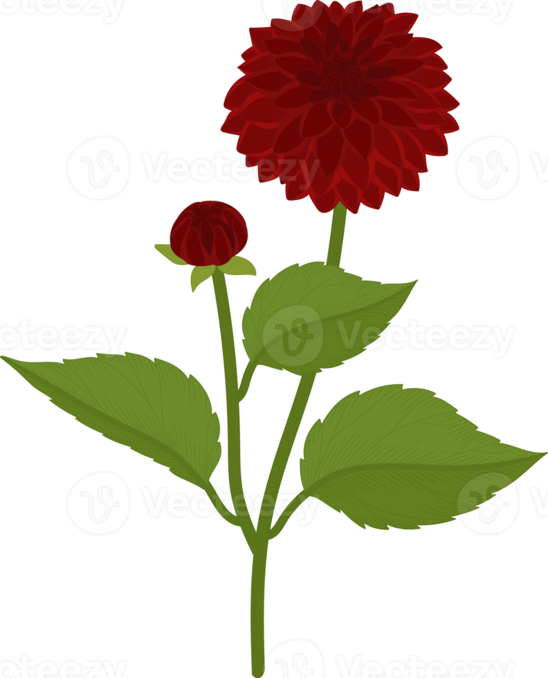 röd dahlia blomma handritad illustration. png