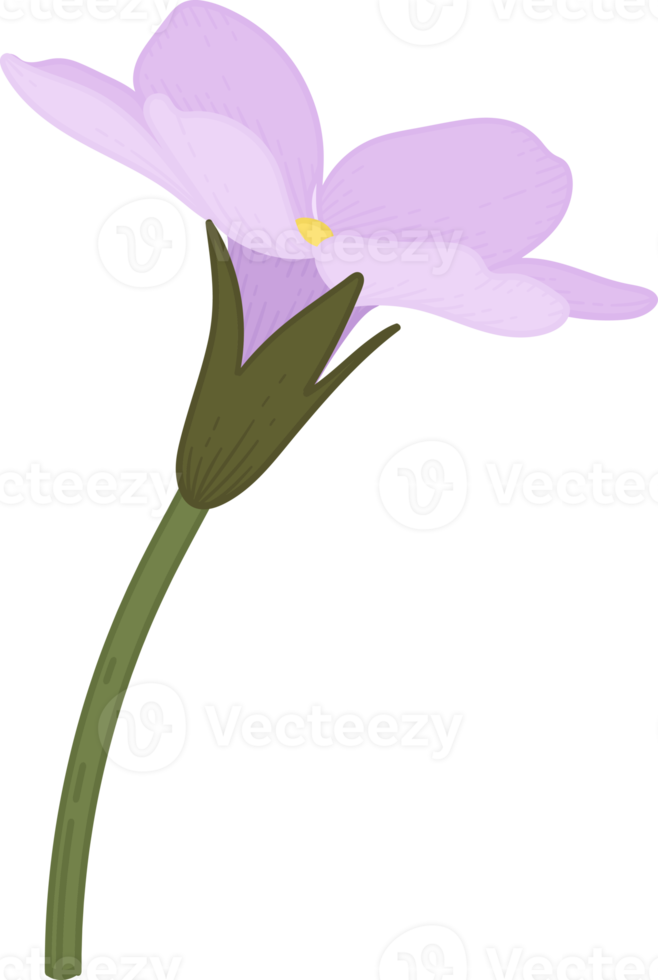 Pink me not flower hand drawn illustration. 10173379 PNG