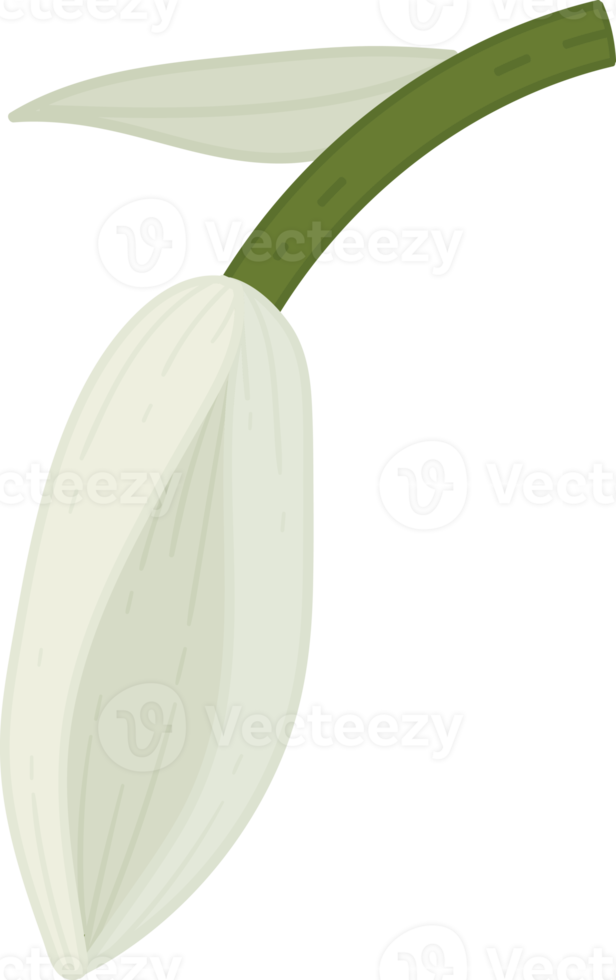 Glockenblumen-Blume handgezeichnete Illustration. png