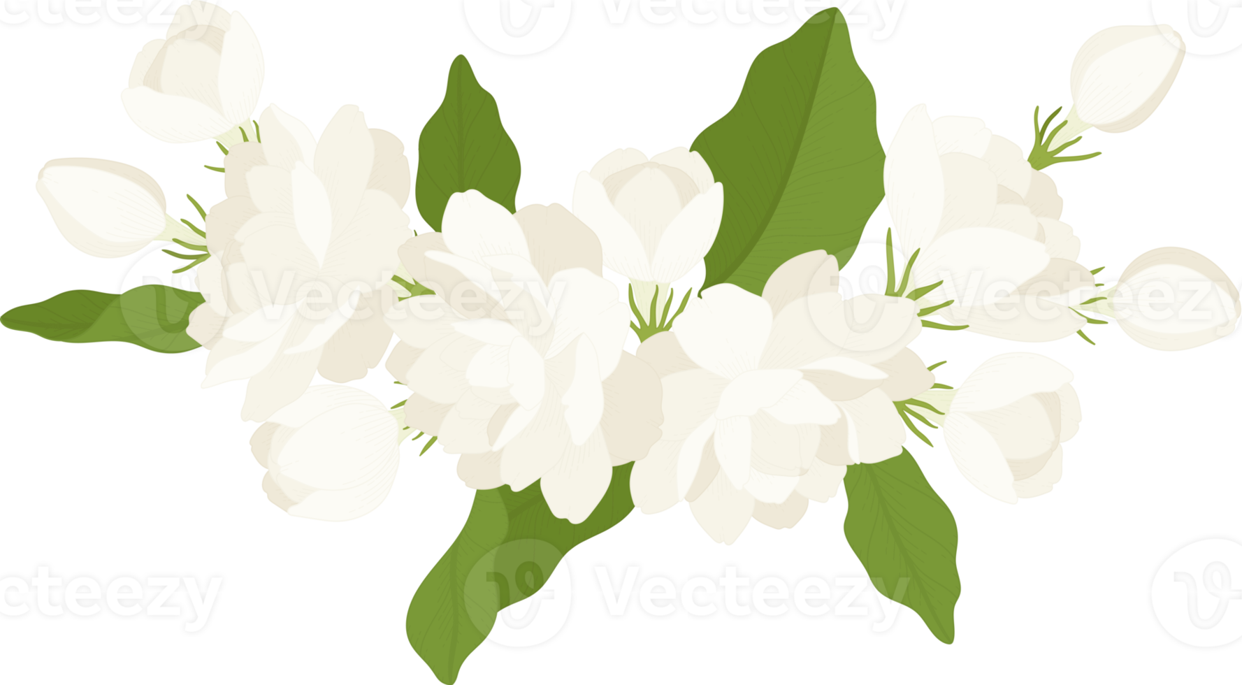 Bouquet of jasmine flower illustration. png