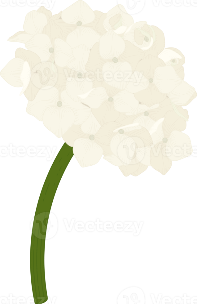 White hydrangea flower illustration. png