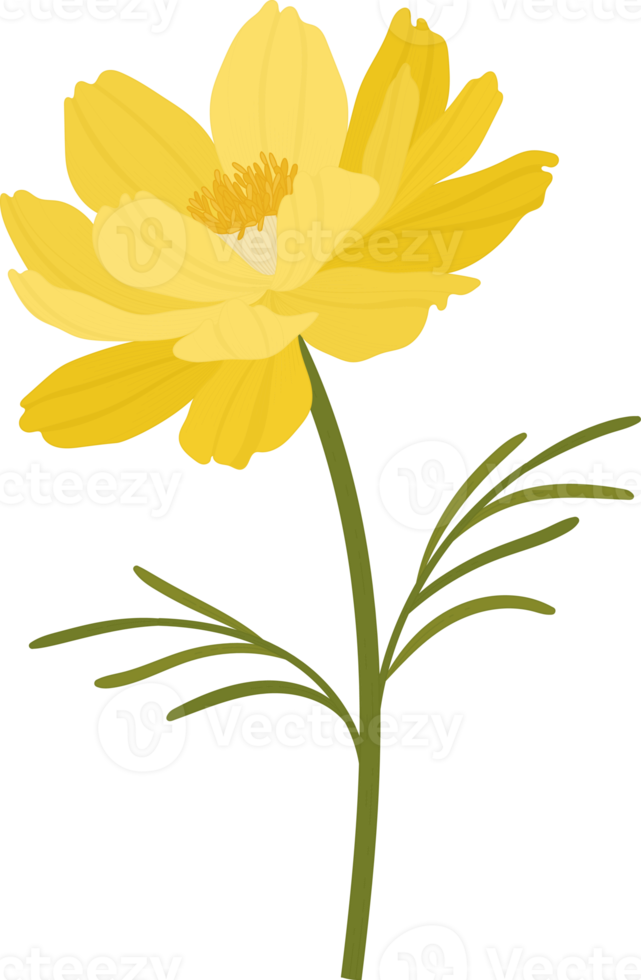 Yellow cosmos flower hand drawn illustration. png