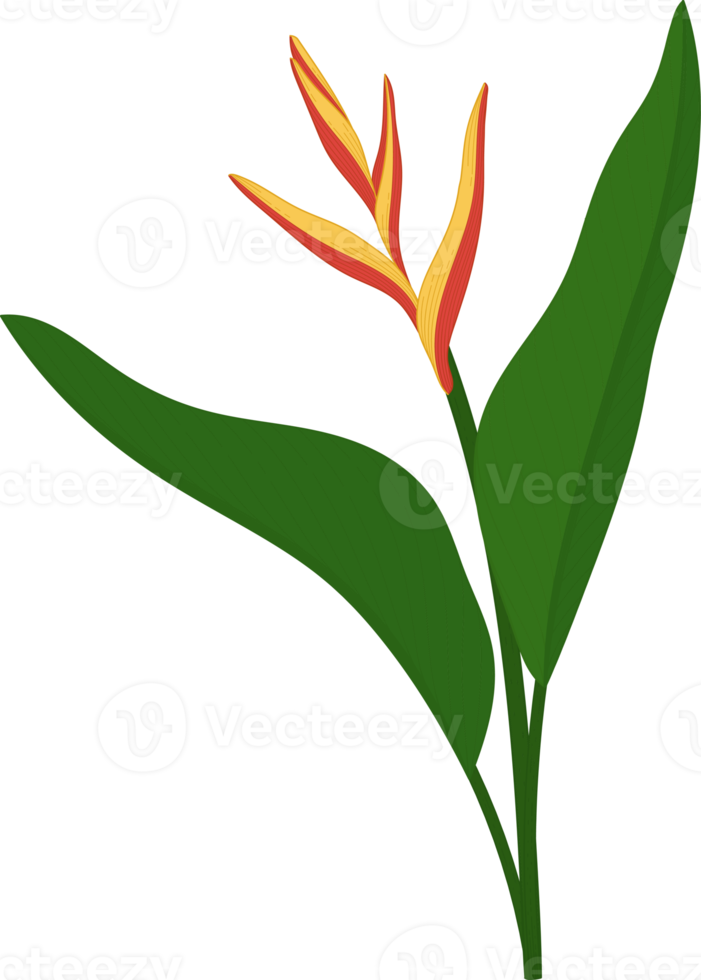 Heliconia flower hand drawn illustration. png
