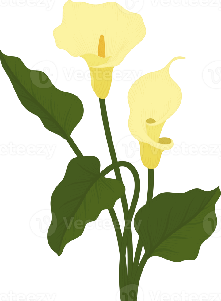 illustrazione disegnata a mano del fiore del giglio di calla giallo. png