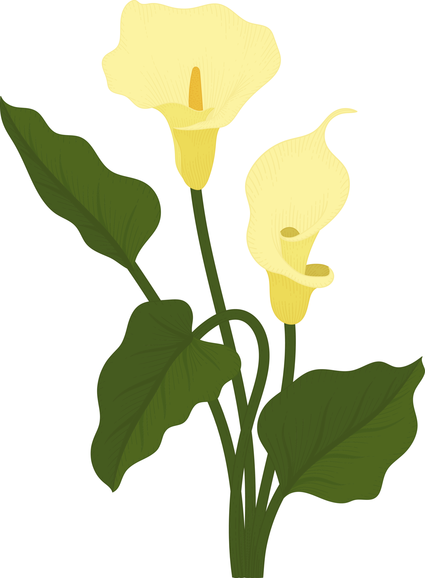 Yellow calla lily flower hand drawn illustration. 10173404 PNG