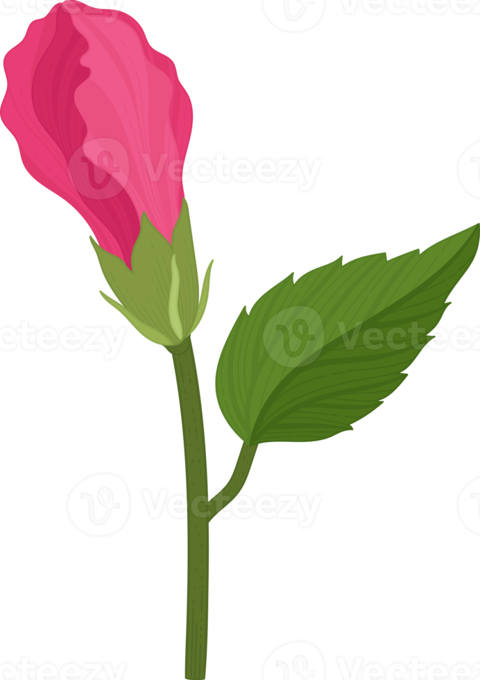 rosa hibiskus blomma handritad illustration. png