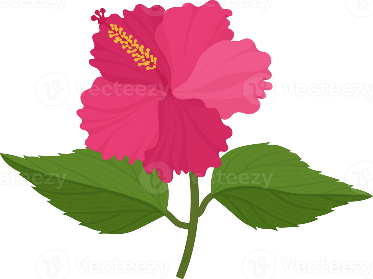 Pink Hibiscus flower hand drawn illustration. png