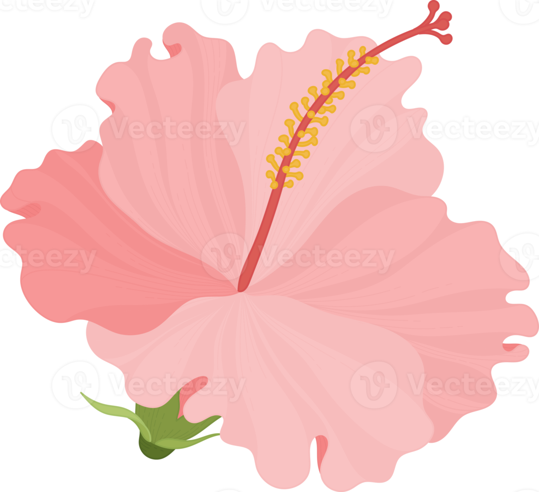 Pink Hibiscus flower hand drawn illustration. png