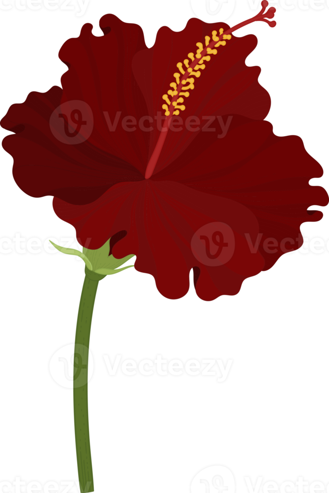 röd hibiskus blomma handritad illustration. png