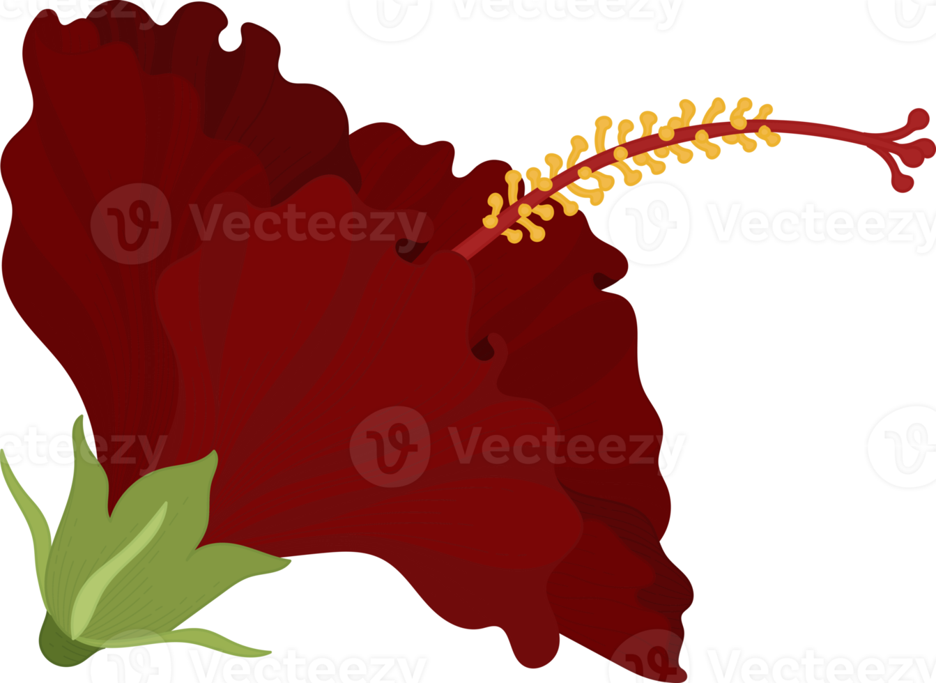 röd hibiskus blomma handritad illustration. png