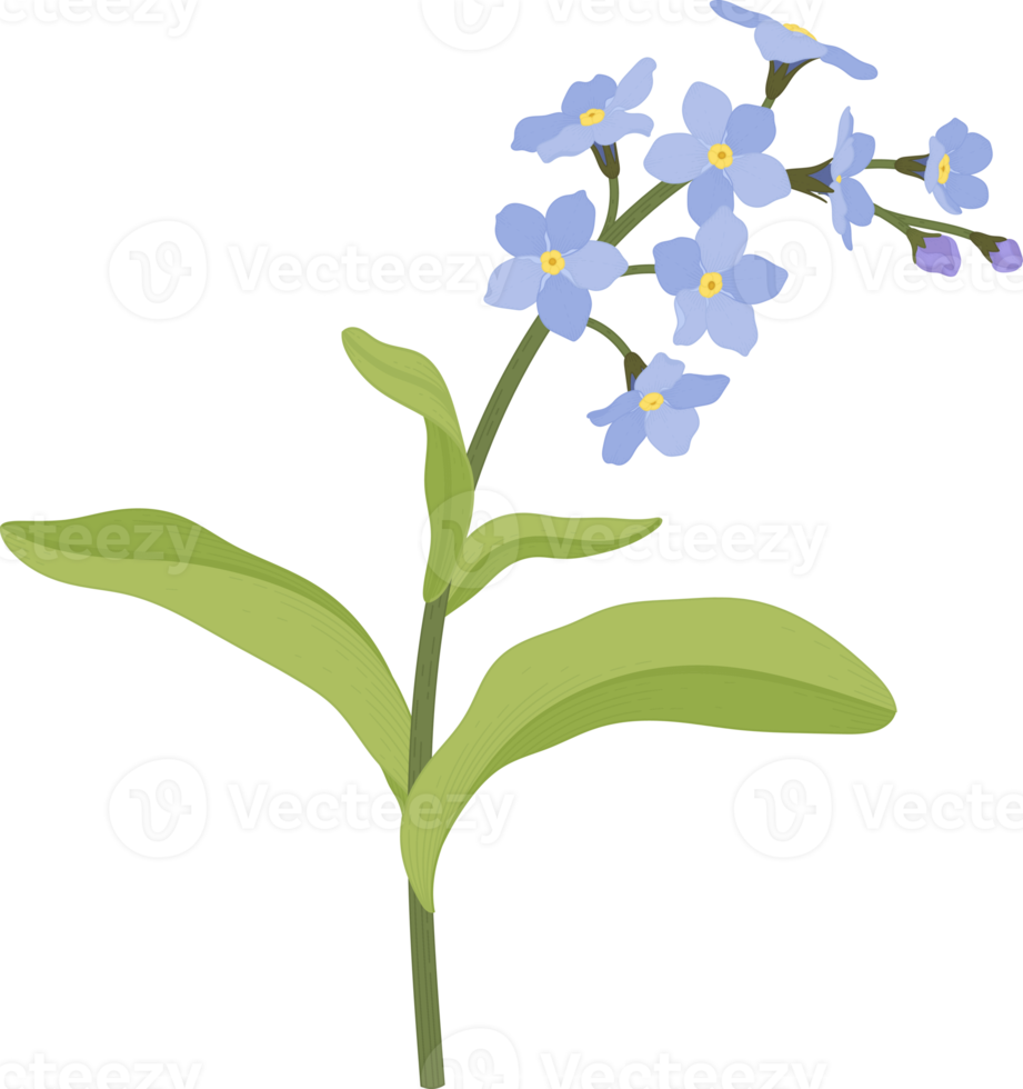 Blue me not flower hand drawn illustration. 10173473 PNG