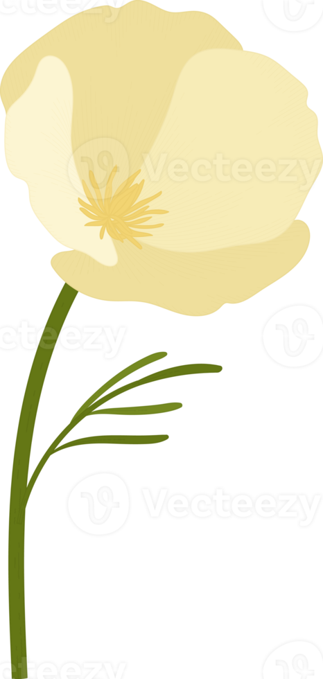 White california poppy flower hand drawn illustration. png