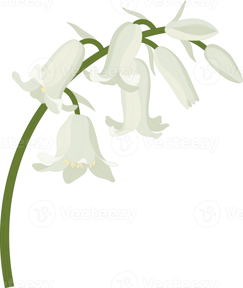 blåklocka blomma handritad illustration. png