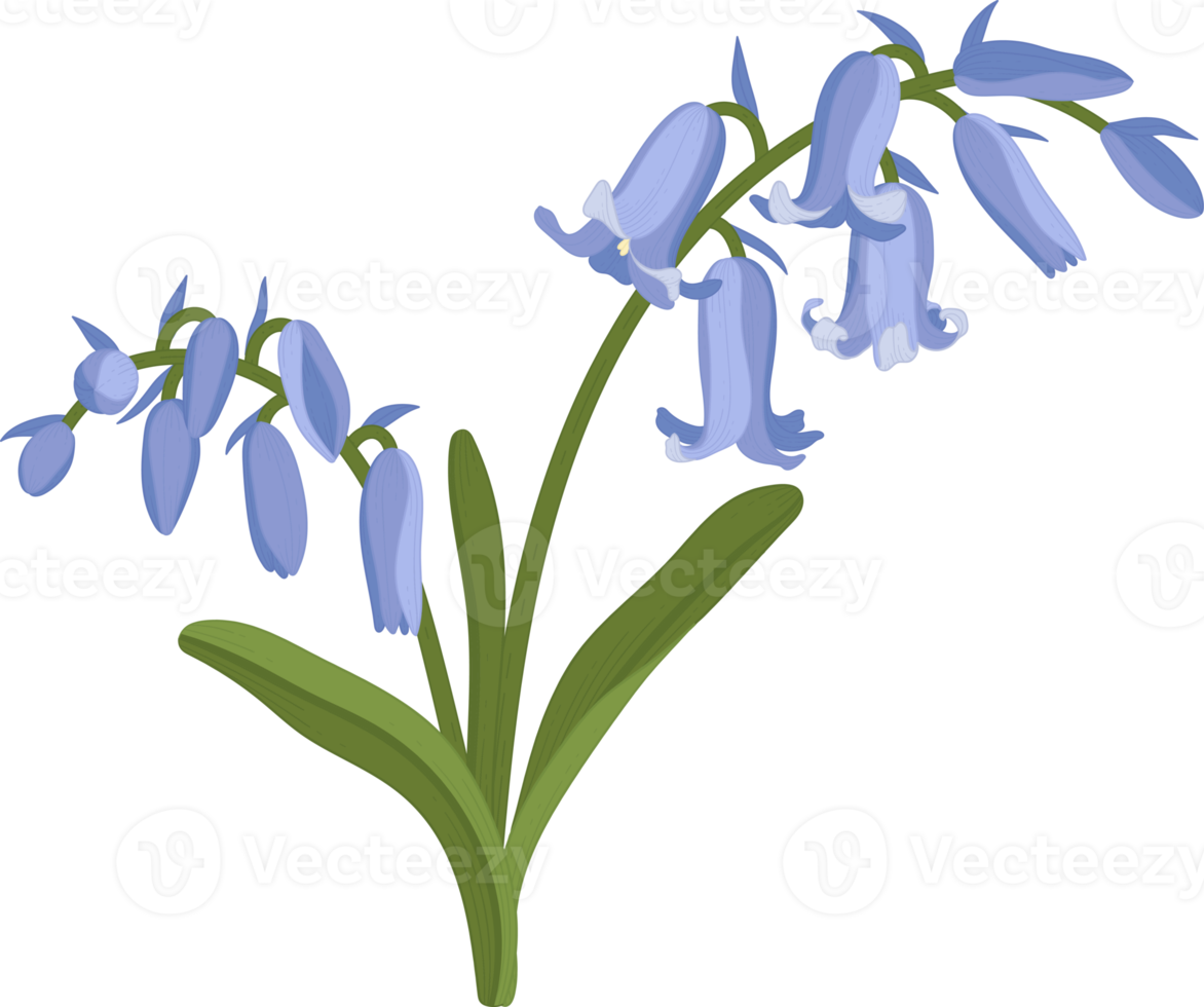 Bluebell flower hand drawn illustration. png