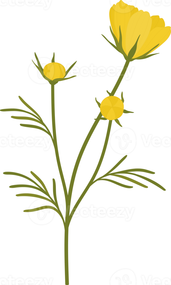 Yellow cosmos flower hand drawn illustration. png