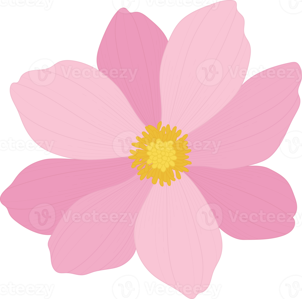 Pink cosmos flower hand drawn illustration. png