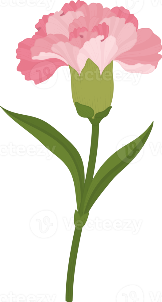 rosa nejlika blomma handritad illustration. png