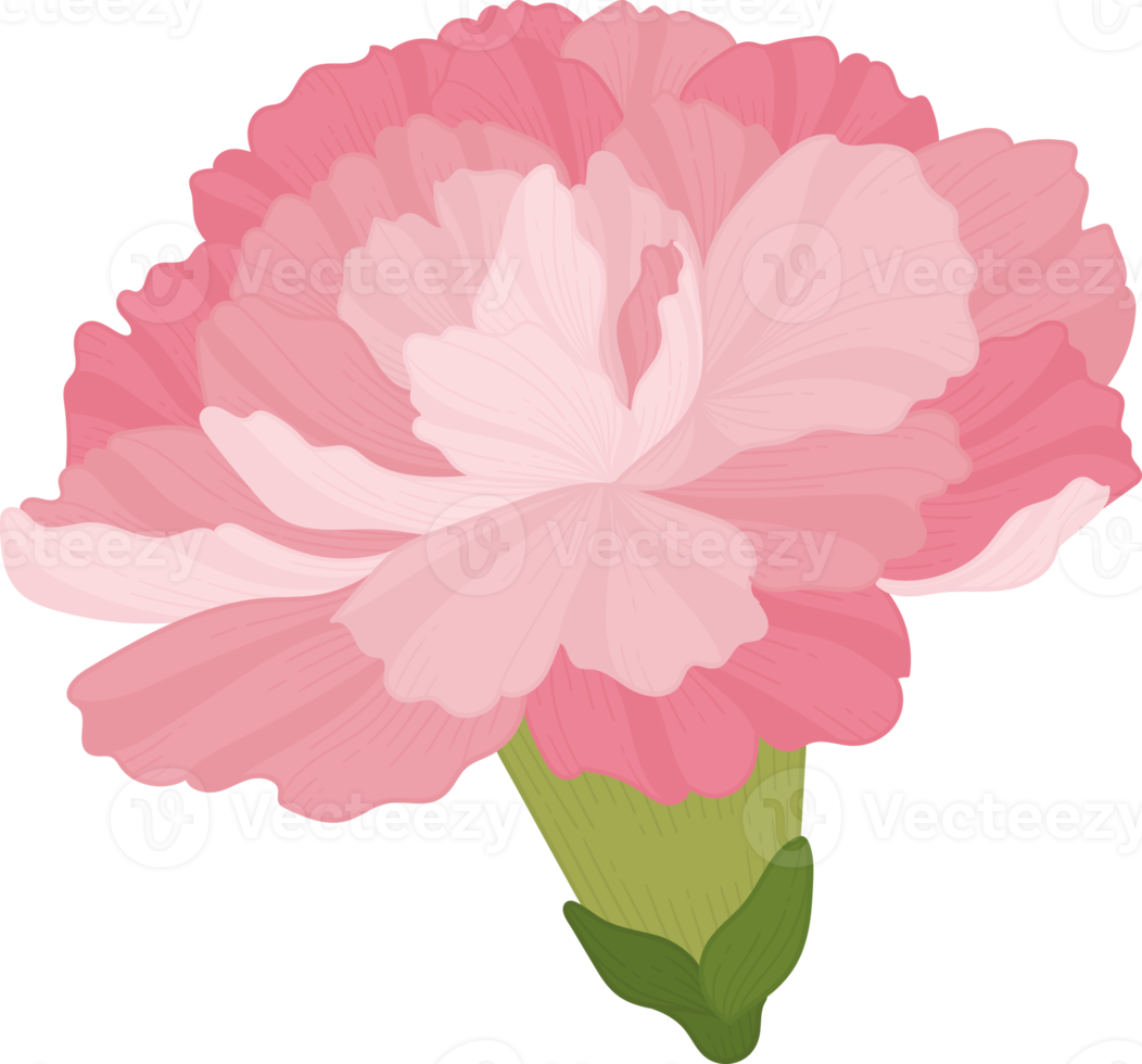 rosa nejlika blomma handritad illustration. png