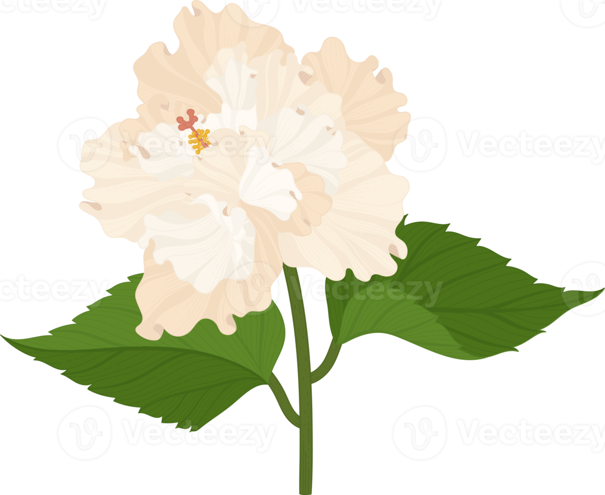 vit hibiskus blomma handritad illustration. png