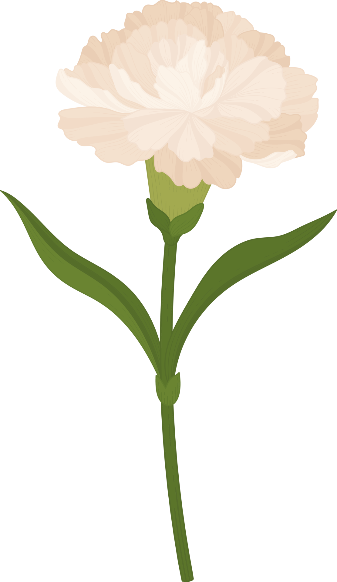 white carnation flower hand drawn illustration. 10173491 PNG