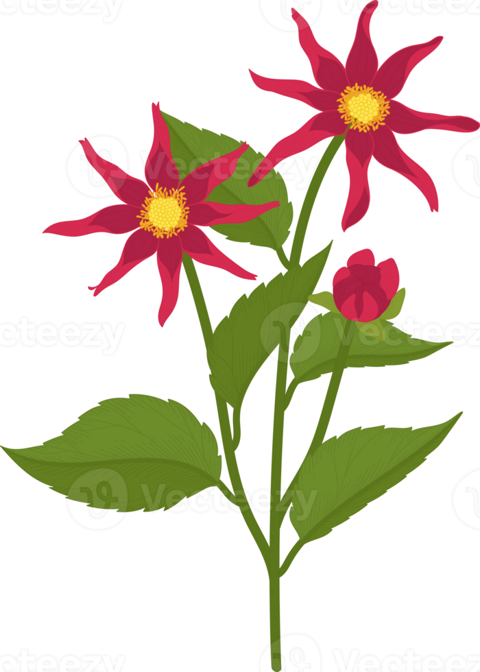 Red dahlia flower hand drawn illustration. png