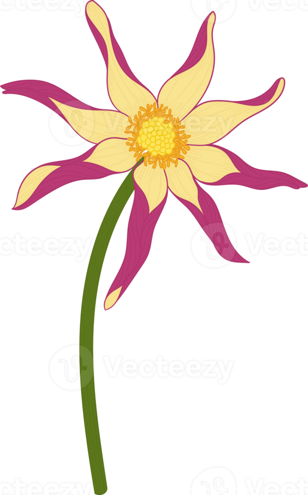 Pink dahlia flower hand drawn illustration. png