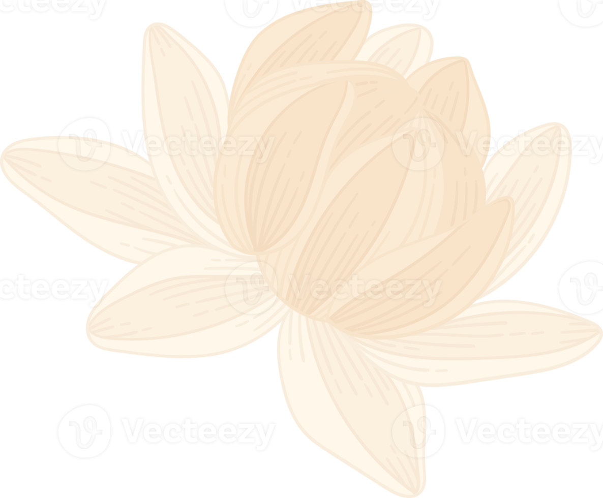 weiße dahlie blume handgezeichnete illustration. png