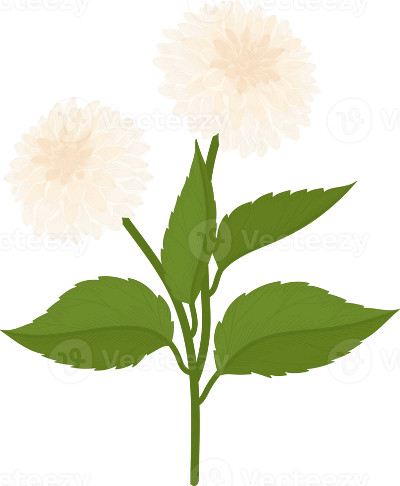 White dahlia flower hand drawn illustration. png