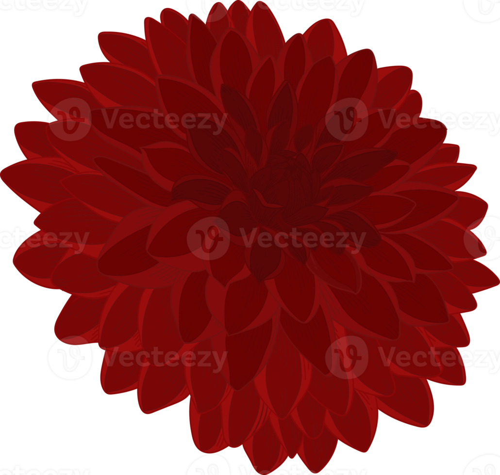 rote dahlie blume hand gezeichnete illustration. png