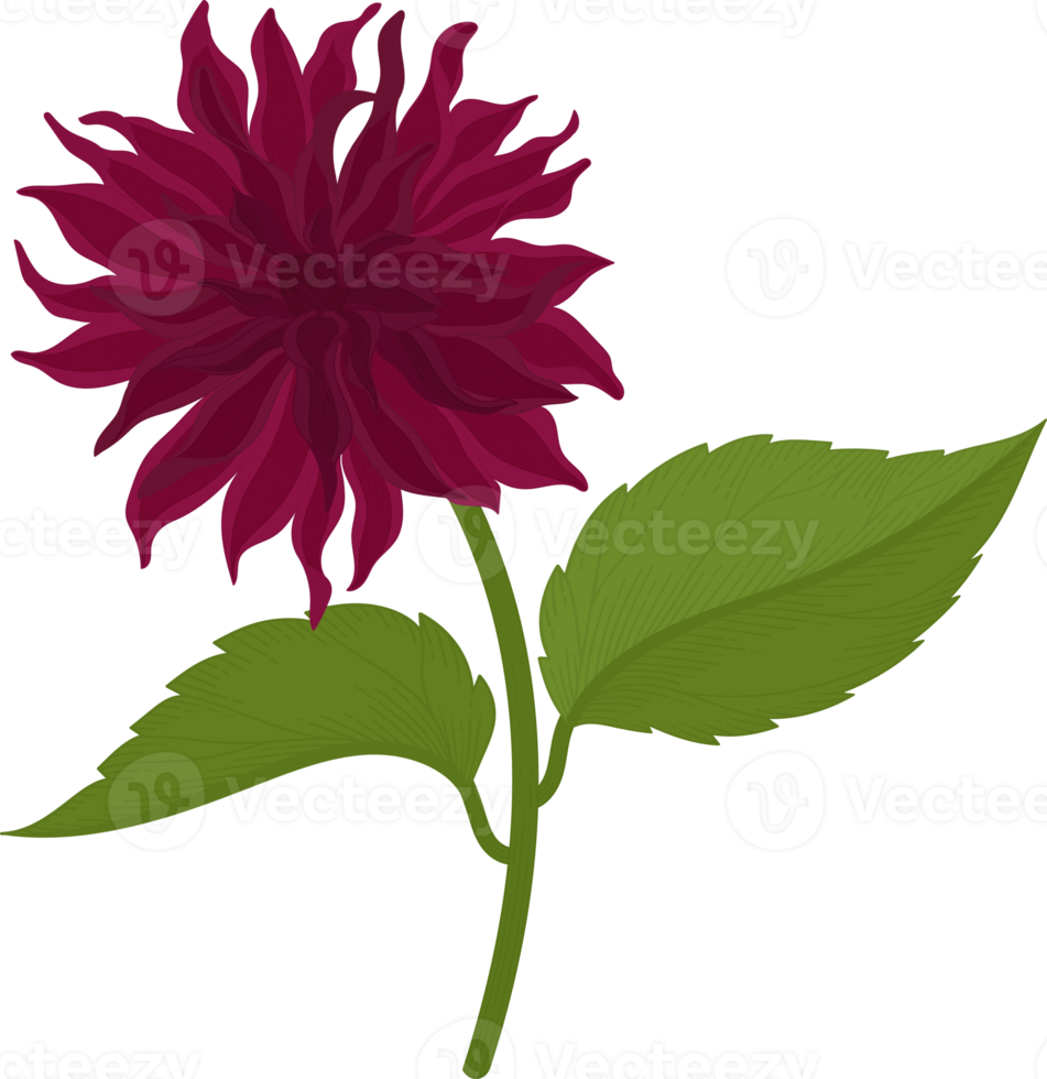 Dark pink dahlia flower hand drawn illustration. png