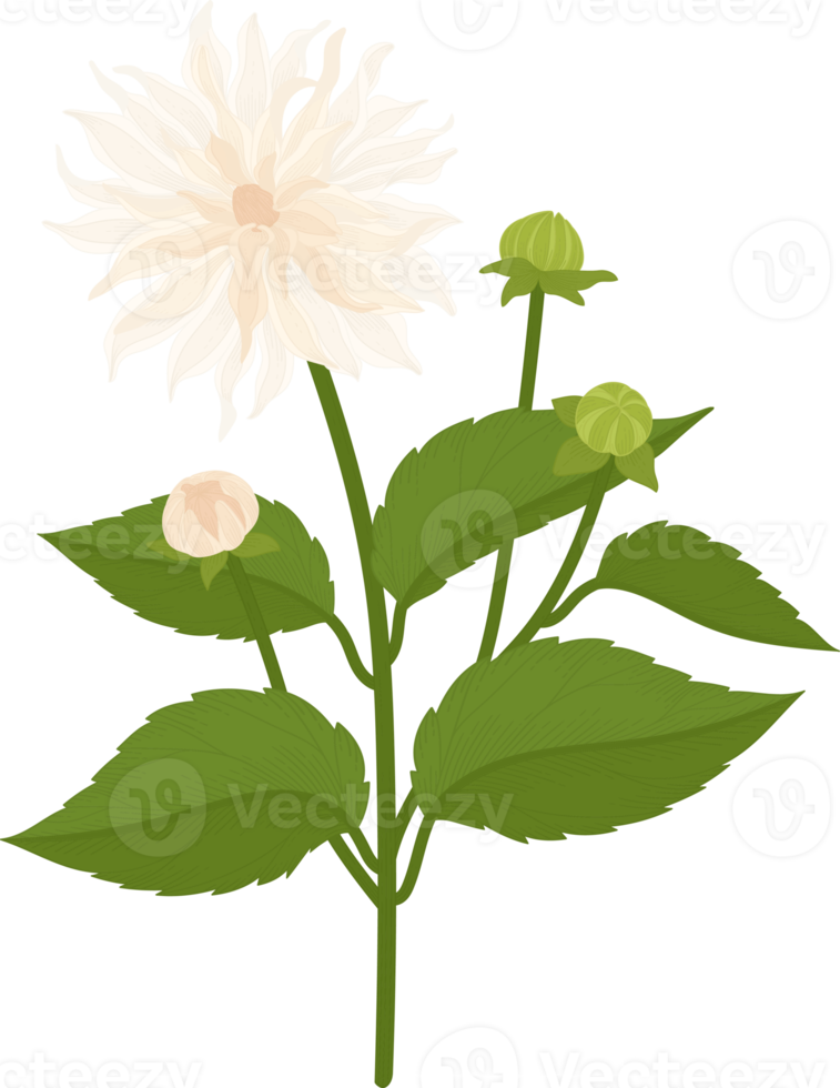 White dahlia flower hand drawn illustration. png