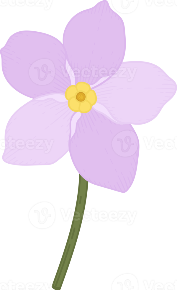 Pink me not flower hand drawn illustration. 10173619 PNG