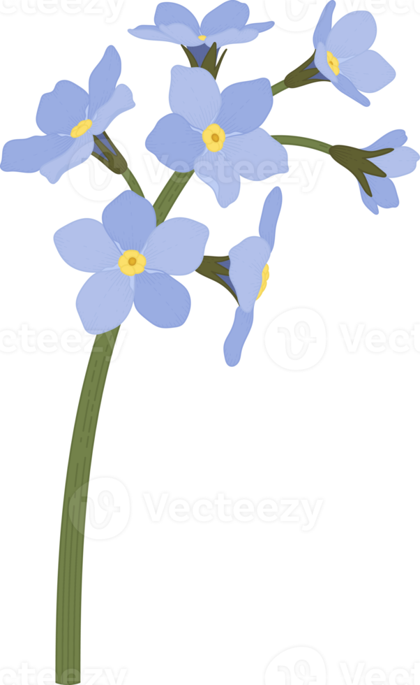 Blue me not flower hand drawn illustration. 10173621 PNG