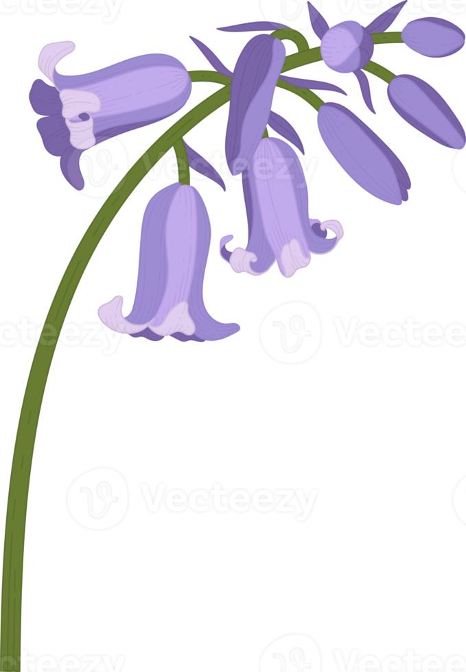 Bluebell flower hand drawn illustration. png