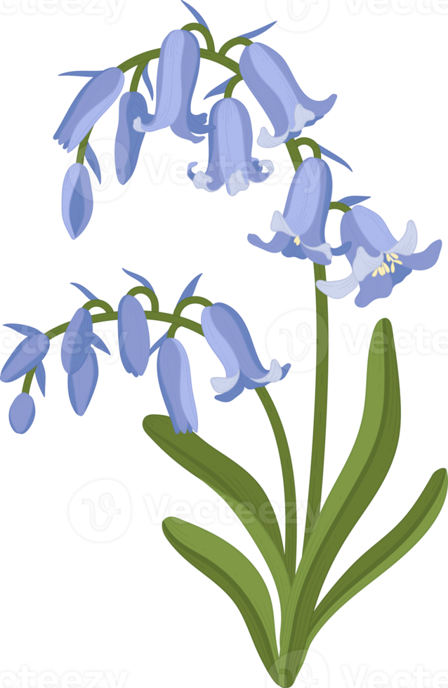 Bluebell flower hand drawn illustration. png