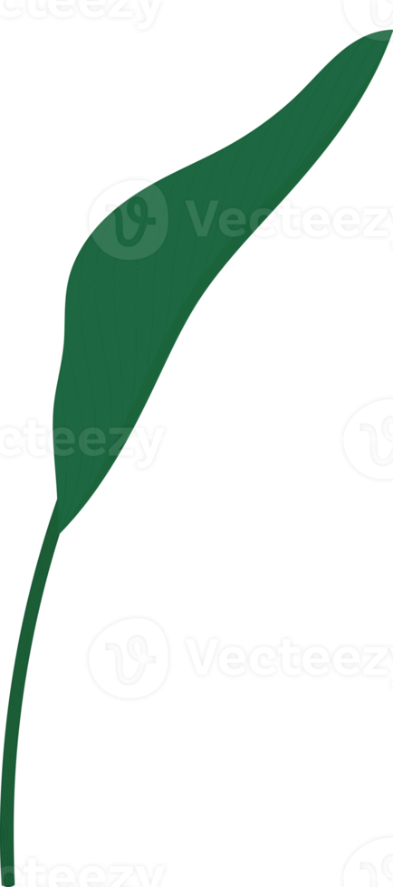Bird of paradise leaf hand drawn illustration. png