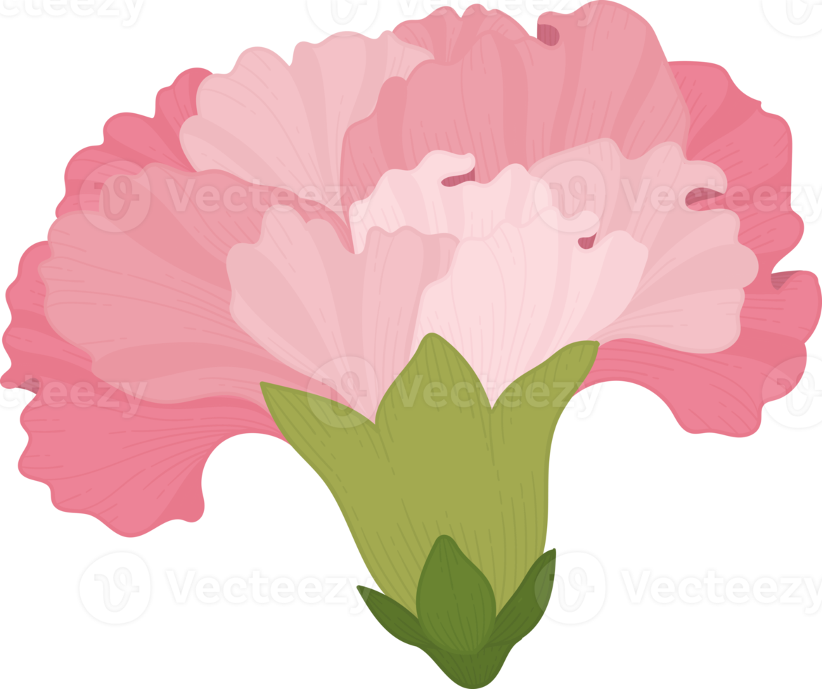 rosa nejlika blomma handritad illustration. png