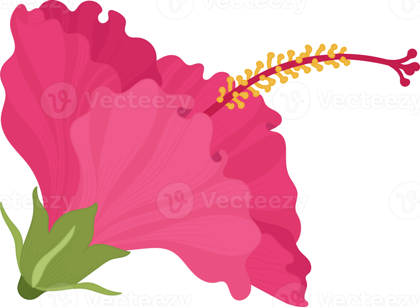 roze hibiscus bloem hand getekende illustratie. png