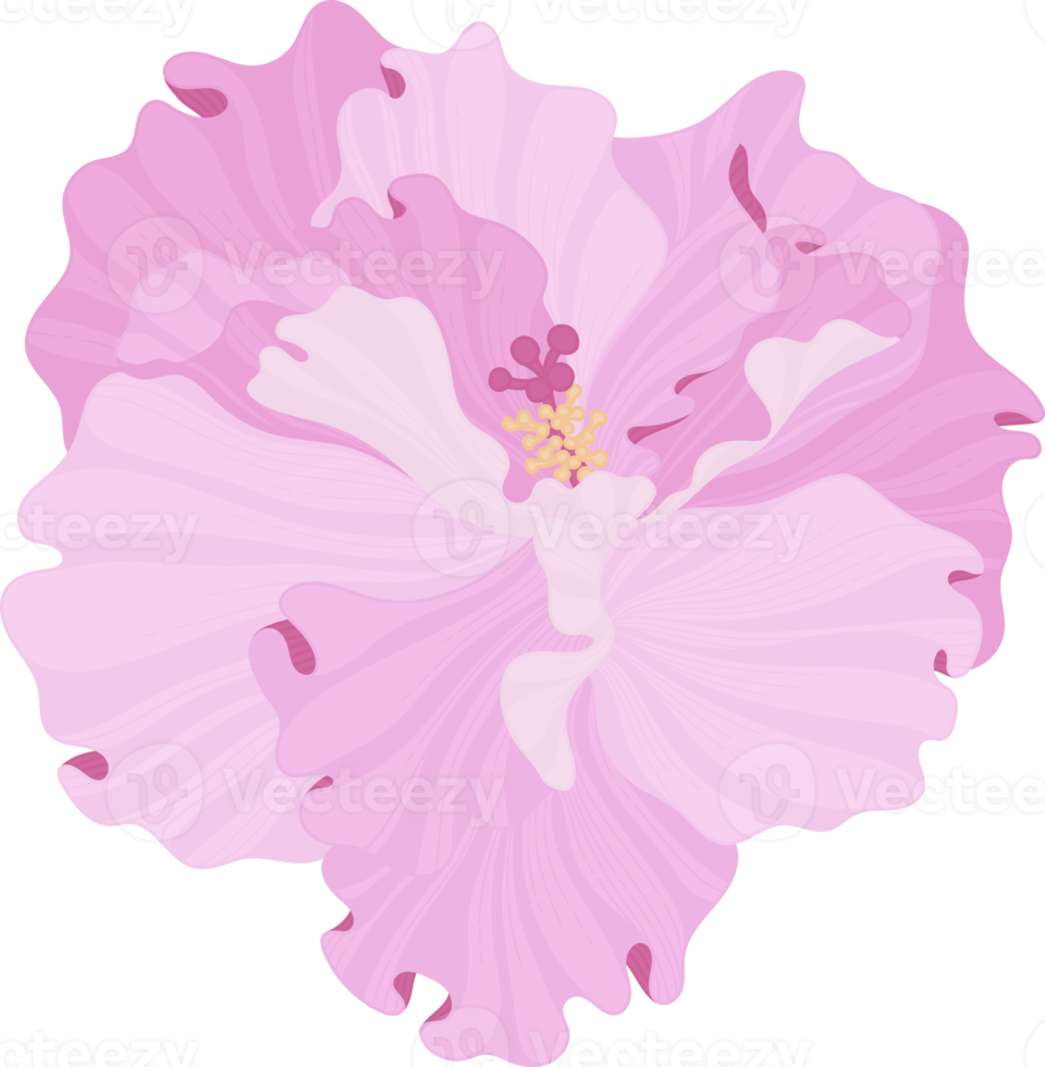 ilustración de dibujado a mano de flor de hibisco rosa. png