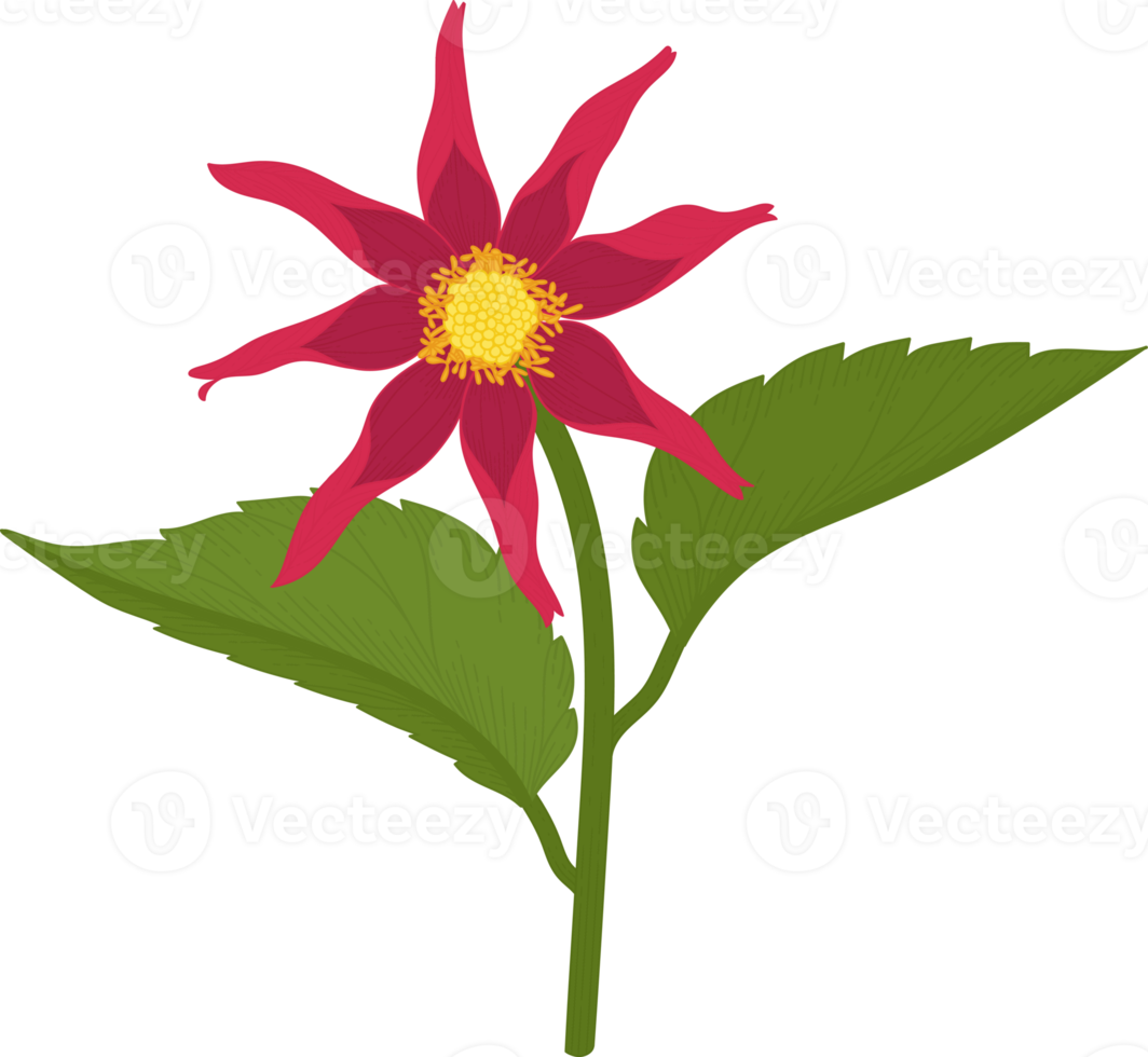 Red dahlia flower hand drawn illustration. png