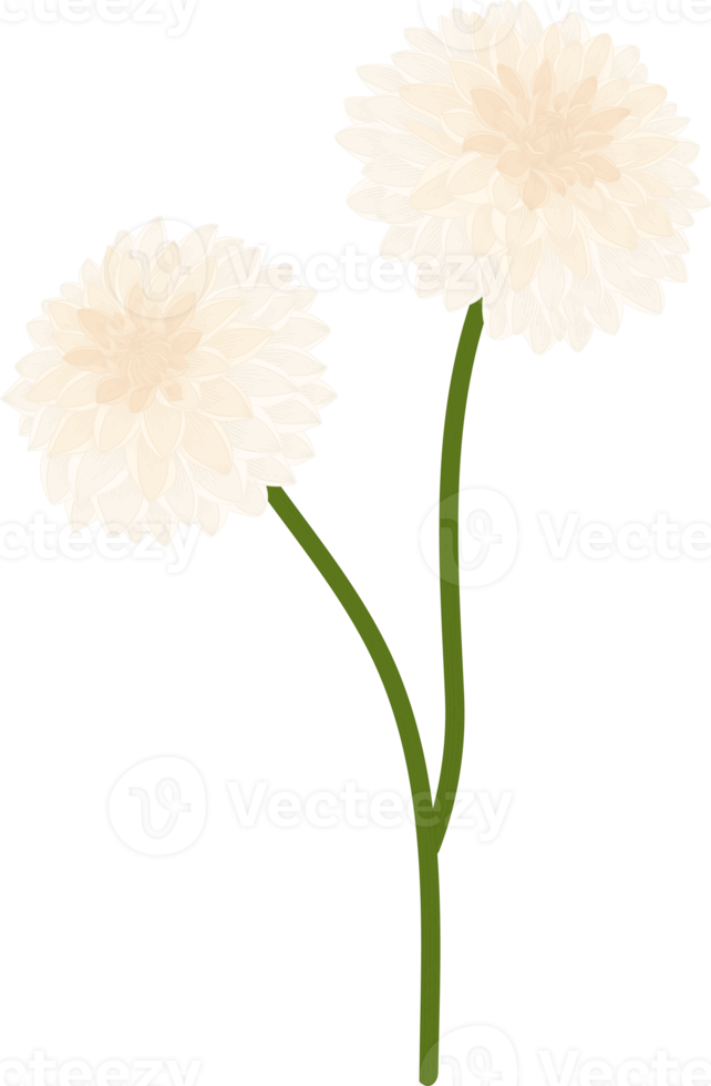 witte dahlia bloem hand getekende illustratie. png