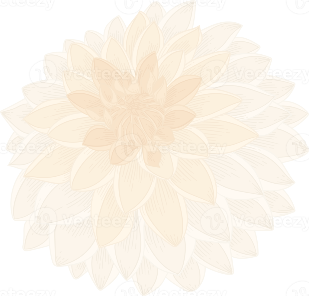 White dahlia flower hand drawn illustration. png